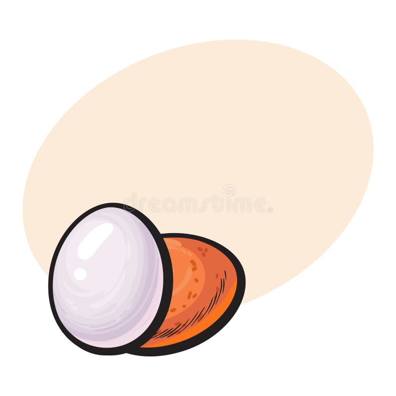 Whole hard boiled, peeled and unpeeled chicken egg, sketch style vector illustration with space for textHand drawn, sketched single peeled boiled and unpeeled raw chicken egg. Whole hard boiled, peeled and unpeeled chicken egg, sketch style vector illustration with space for textHand drawn, sketched single peeled boiled and unpeeled raw chicken egg