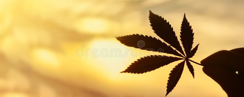Ganja Stock Photos Download 12030 Royalty Free Photos