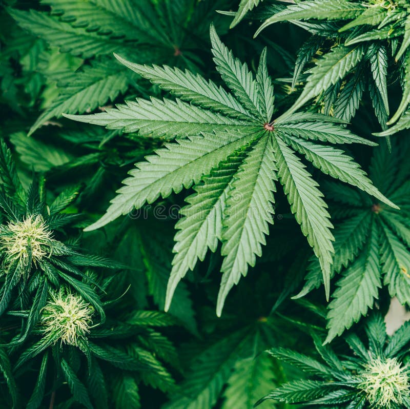 ростение марихуана