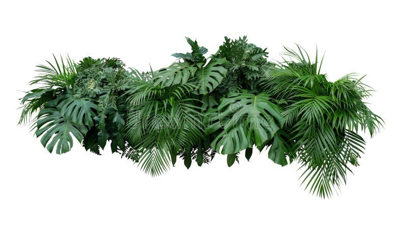 CCB tropical de nature d'arrangement floral de buisson d'usine de feuillage de feuilles image libre de droits