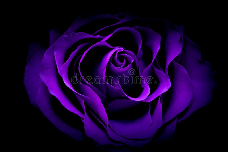 Purple Rose Wallpaper HD Mobile Background APK for Android Download