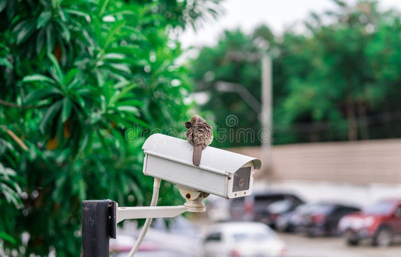 CCTV Camera Installed on the Parking Lot Stock Photo Image of safe
