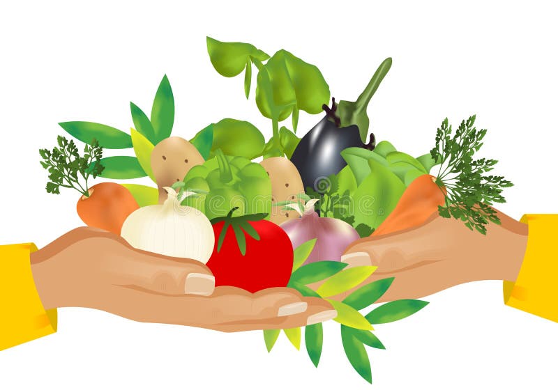 Concept of healthy food with hands holding bunch of vegetables, isolated, vector format. Concept of healthy food with hands holding bunch of vegetables, isolated, vector format