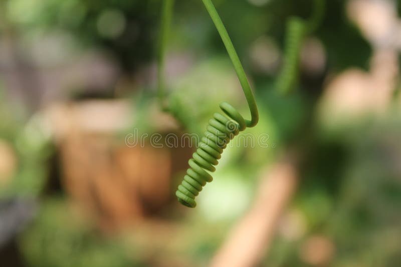 Capturing an object like this Chayote Curly Tendril in a neighbour's backyard makes the eyes refreshed and the mind at ease. Capturing an object like this Chayote Curly Tendril in a neighbour's backyard makes the eyes refreshed and the mind at ease