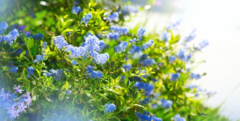 Ceanothus Shrub kwitnący w letnim ogrodzie. Kwiaty lilarowe w Kalifornii obrazy royalty free