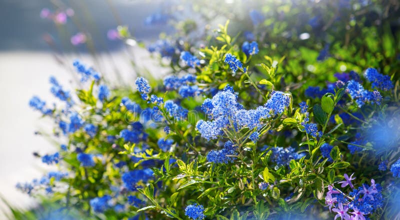 Ceanothus Shrub kwitnący w letnim ogrodzie. Kwiaty lilarowe w Kalifornii zdjęcia stock