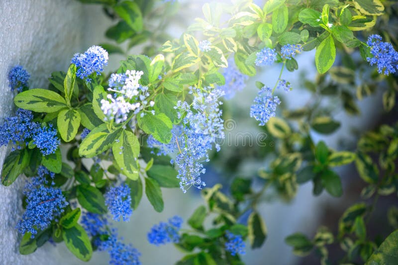 Ceanothus Shrub kwitnący w letnim ogrodzie. Kwiaty lilarowe w Kalifornii. obrazy stock