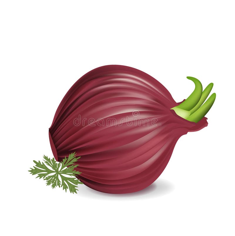 Whole red onion with parsley isolated on white. Whole red onion with parsley isolated on white