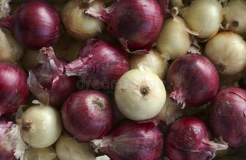 Cebolas imagem de stock royalty free Cebolas imagem de stock royalty free