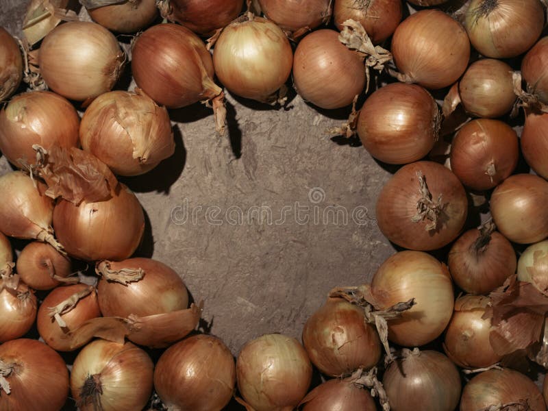 Cebollas frescas Fondo de las cebollas Mirada de la cámara. Cebollas amarillas frescas en fondo concreto marrón Cebollas con el espacio de la copia en forma del círculo Luz dura Mirada de la cámara Visión superior
