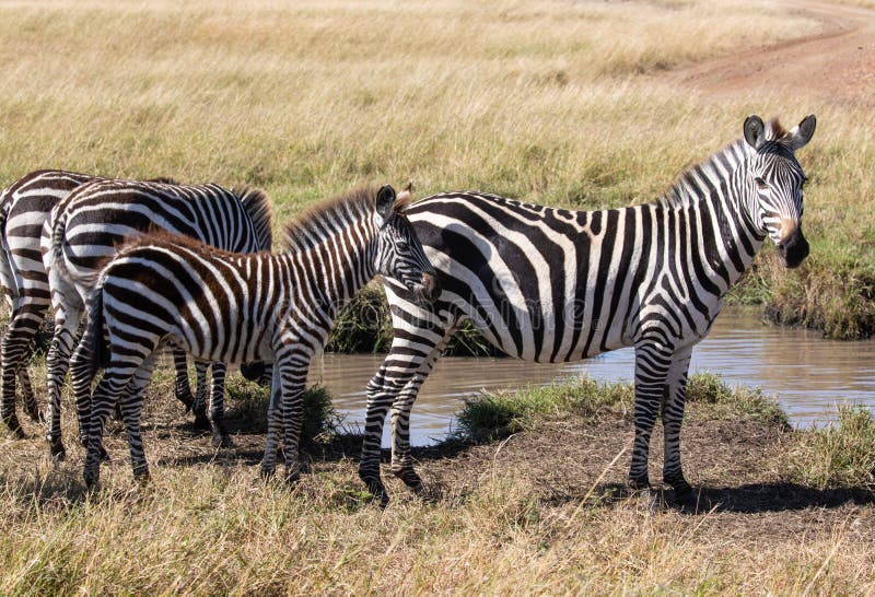 Cebra común, quagga del Equus, situación de la familia al lado del agujero de riego en paisaje africano imágenes de archivo libres de regalías Cebra común, quagga del Equus, situación de la familia al lado del agujero de riego en paisaje africano imágenes de archivo libres de regalías
