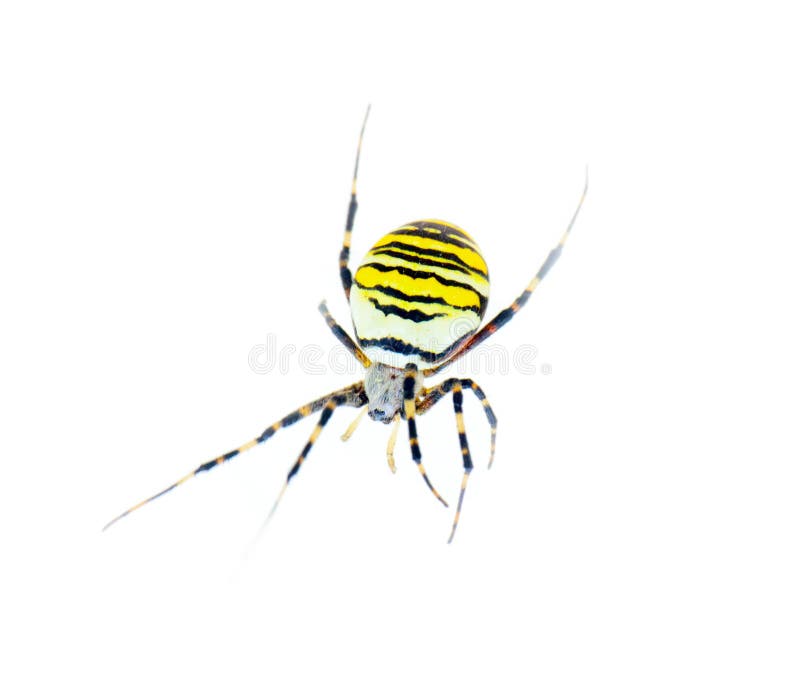 Cebra rayada grande de la araña que se arrastra en el fondo blanco Cierre para arriba fotos de archivo libres de regalías Cebra rayada grande de la araña que se arrastra en el fondo blanco Cierre para arriba fotos de archivo libres de regalías