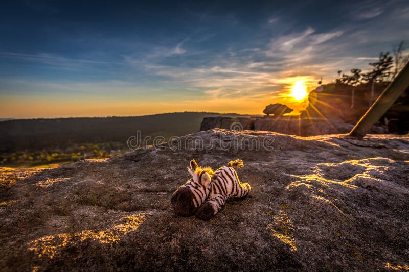 Cebra rellena linda del juguete que descansa en los rayos de oro de la puesta del sol imagenes de archivo Cebra rellena linda del juguete que descansa en los rayos de oro de la puesta del sol imagenes de archivo