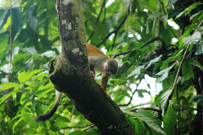 Cebuella Pygmaea, Fingeraffe, Pygmee Affe Oder Kleinster Affe in Der