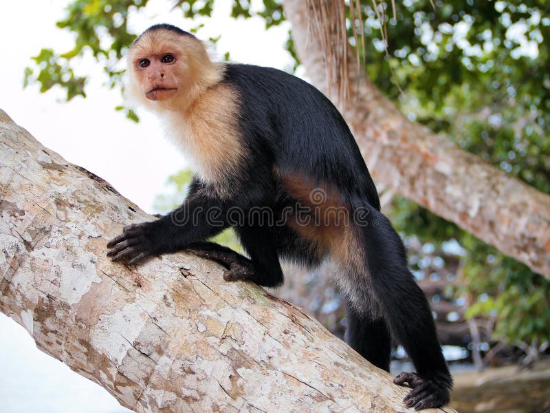 Cebus capucinus capuchin смотрело на белизну стоковое фото rf