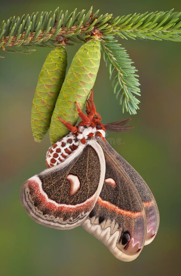 Cecropia moth on pine cone stock photo