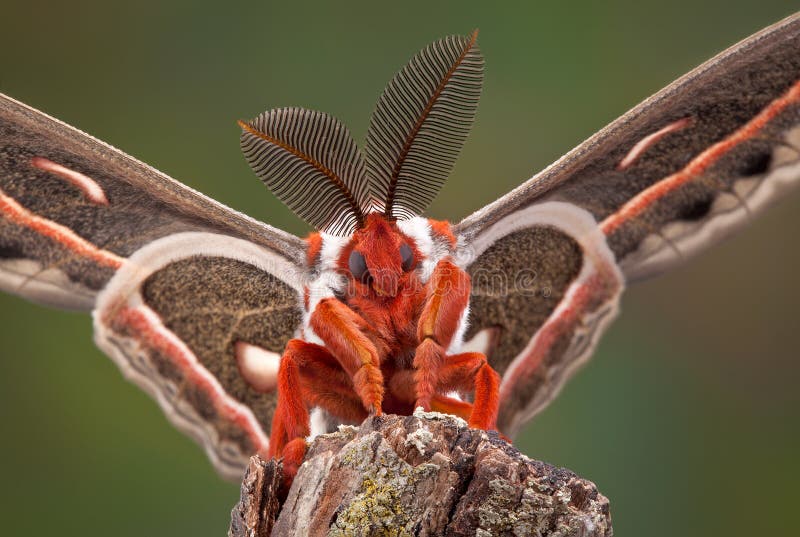 1,318 Moth Protection Stock Photos - Free & Royalty-Free Stock Photos from  Dreamstime