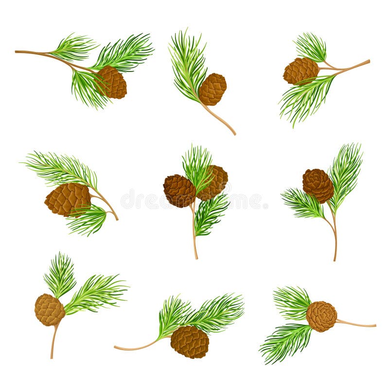 Cedar Branch with Evergreen Needlelike Leaves and Barrelshaped Brown