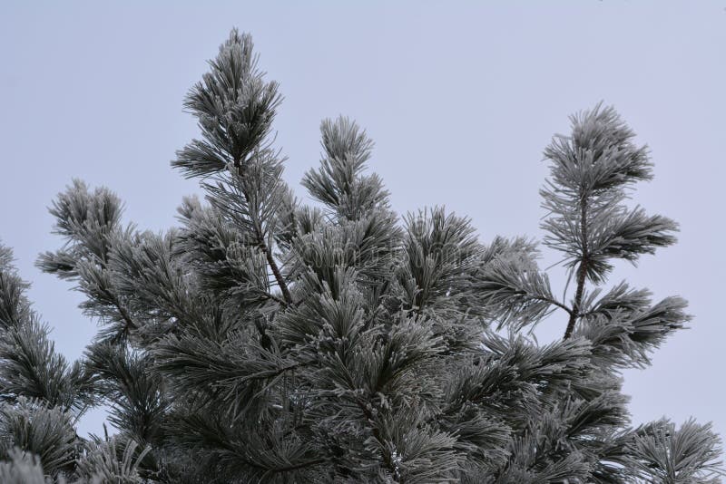 Cedar branches covered by hoarfrost in winter royalty free stock image