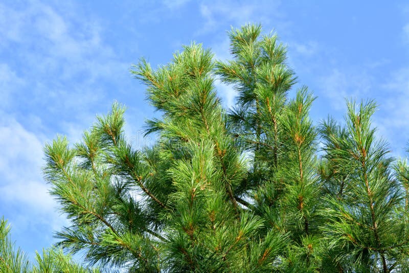 Cedar branches. Green needles against blue sky stock photo