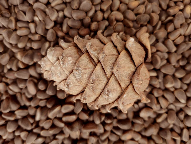 Cedar cone background stock photo. Image of detail, pine - 268860306