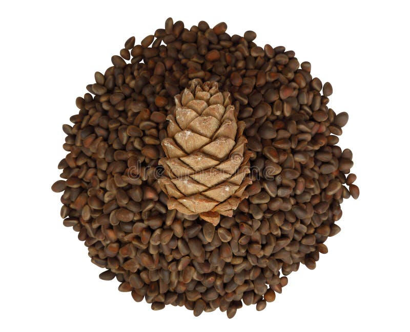 Cedar cone on cedar seeds stock image. Image of aroma 269730305
