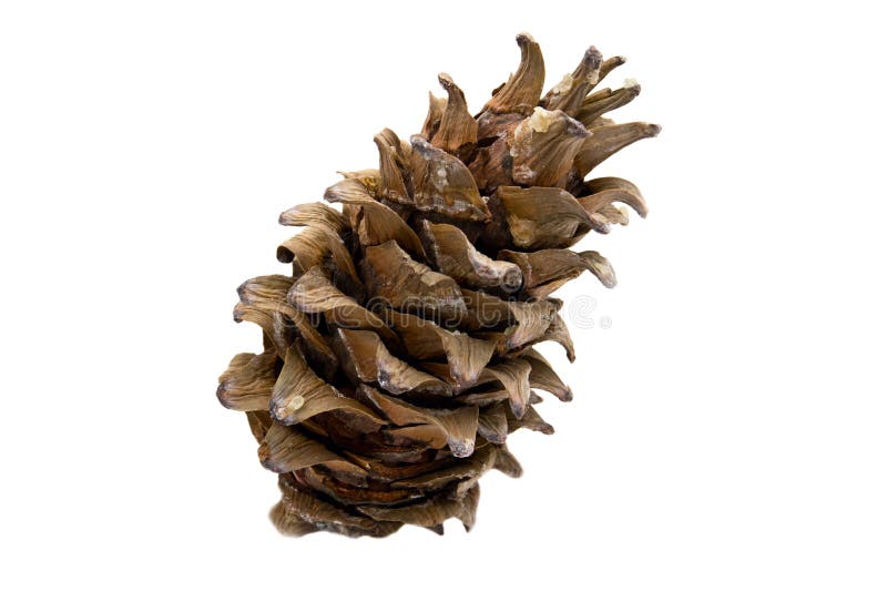 Cedar cones stock image. Image of natural, isolated, evergreen 22815303