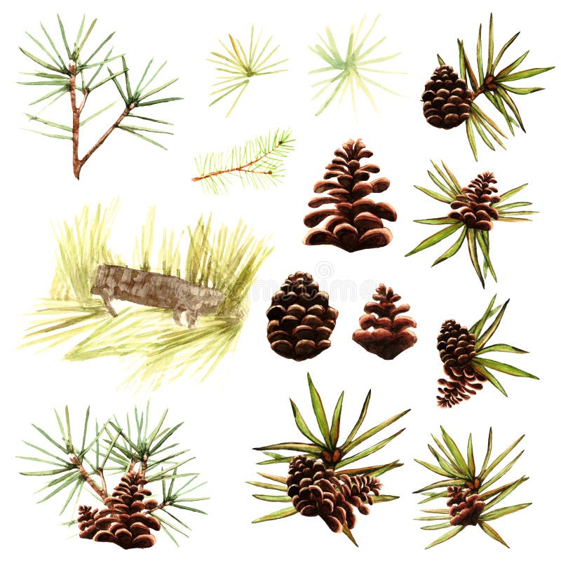 Cedar cones with nuts and green pine needles pine tree branches nature watercolor isolated objects on white background