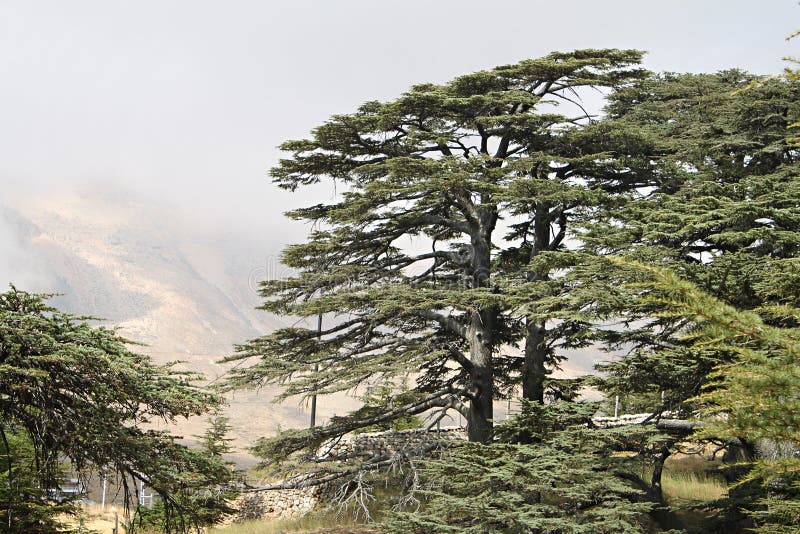 Cedar Forest van Libanon stock afbeeldingen Cedar Forest van Libanon stock afbeeldingen