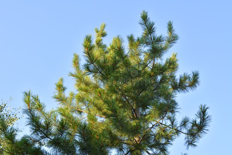 Cedar green branches are lighting by the sun against clear blue sky stock photography