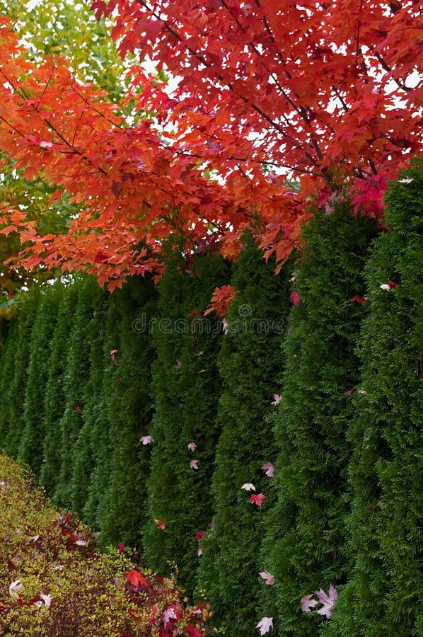 Cedar Hedge och lönnträd arkivbild Cedar Hedge och lönnträd arkivbild