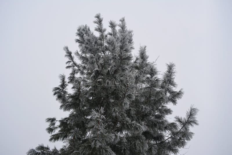 Cedar in hoarfrost in winter. Christmas tree royalty free stock photography
