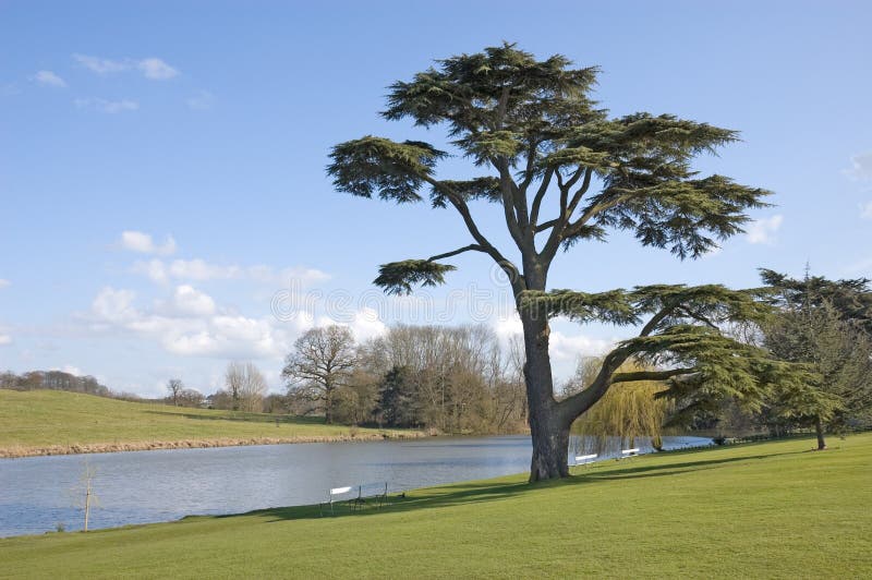 Cedar Of Lebanon