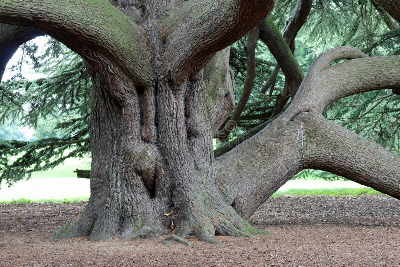 Trunk and lower branches of a Cedar of Lebanon in a parkland setting. Trunk and lower branches of a Cedar of Lebanon in a parkland setting.