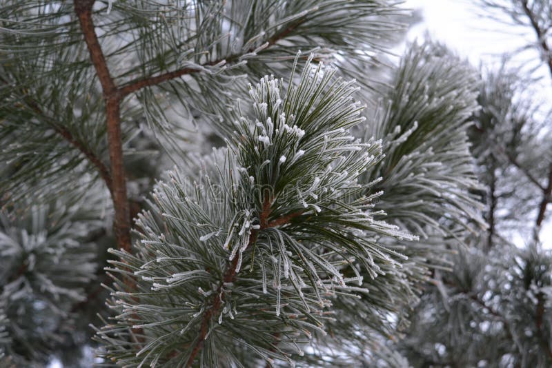 Cedar needles covered by hoarfrost in winter stock photography