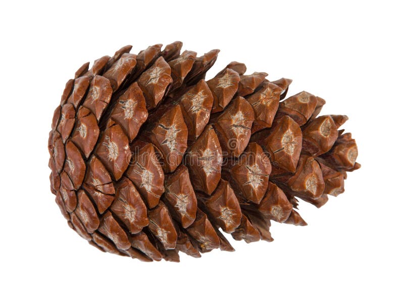 Cedar pine cone isolated royalty free stock photo