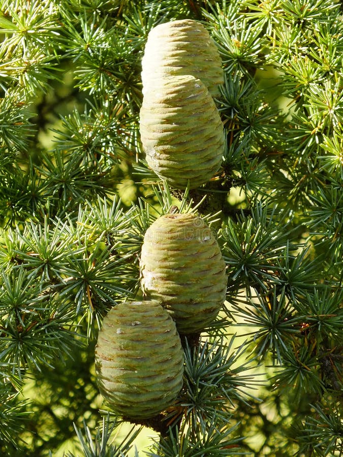 Four cedar pine cones on a branch