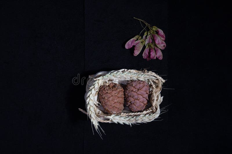 Semințe de cedar în conuri pe fond întunecat pentru soluții de proiectare stock images