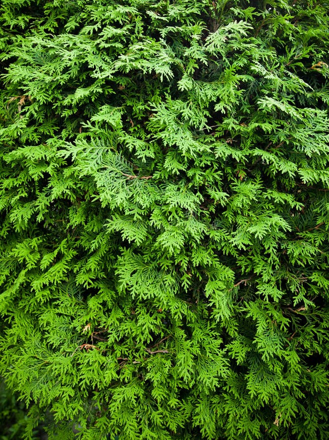 Cedar texture