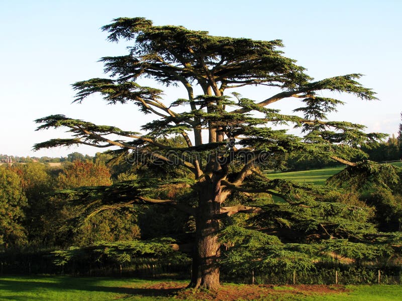 Cedar Tree royalty free stock photos