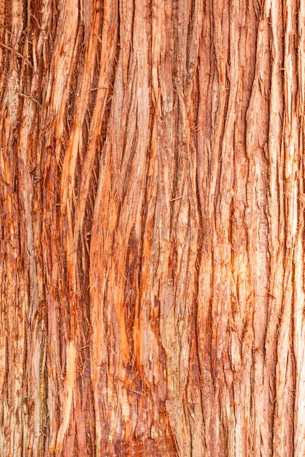 Cedar tree cortex texture. Bark of red cedar tree stock photography