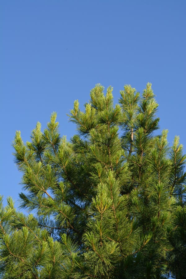 Cedar tree with green needles against clear blue sky. Beautiful evergreen plant stock photo