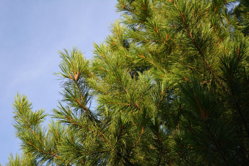 Cedar tree with green needles in summer stock image