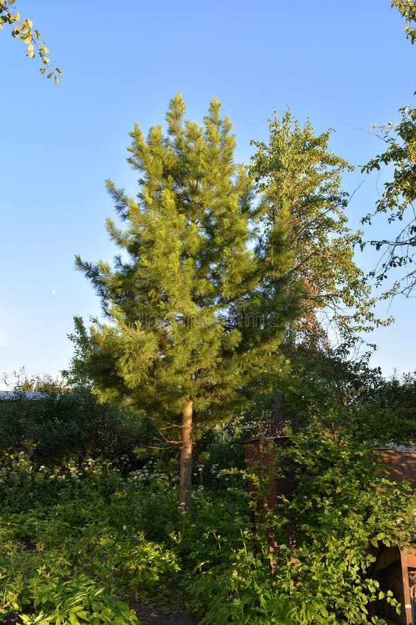 Cedar tree grows in the overgrown garden royalty free stock photography