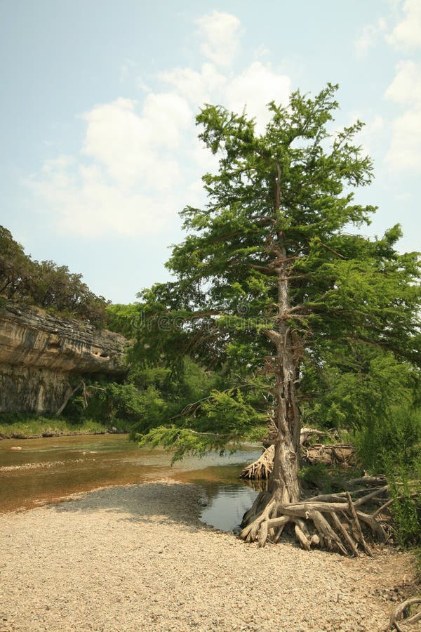 Cedar Tree on Guadalupe River