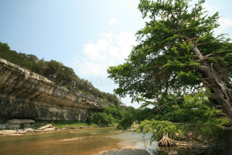 Cedar Tree on Guadalupe River