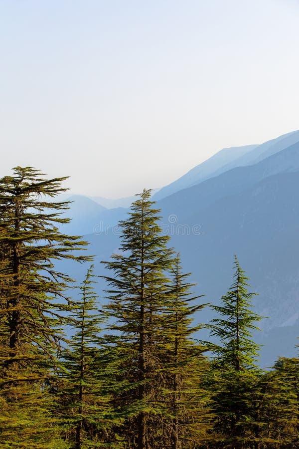 Cedar Trees and Mountain Scenery Stock Photo Image of meadow, green
