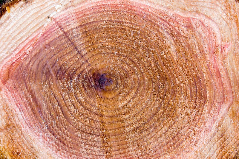Cedar tree stump