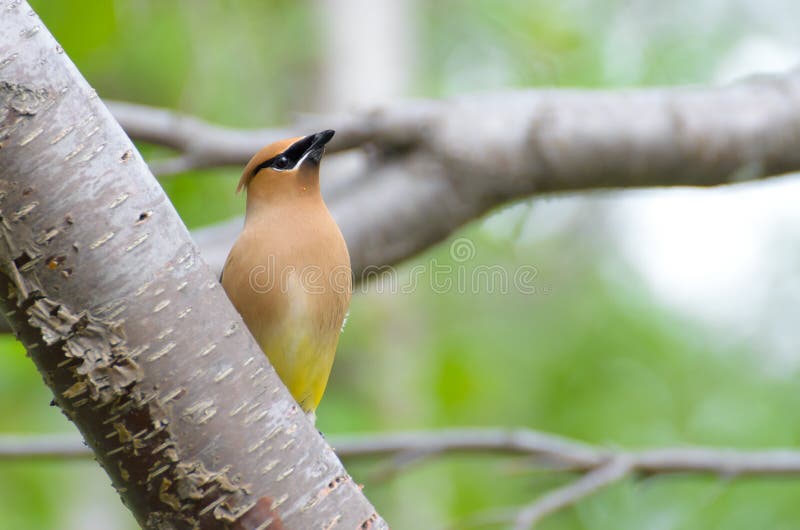 Cedar wax wing