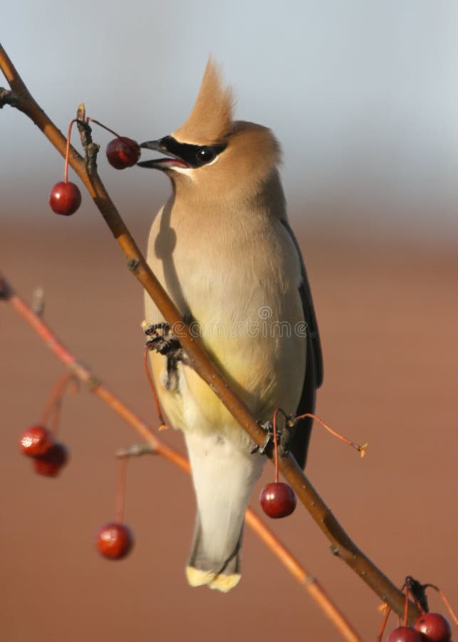 Cedar Waxwing